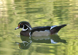 Canard carolin