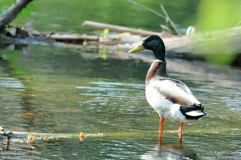 Canard colvert mâle adulte, identification