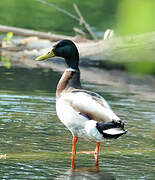 Canard colvert