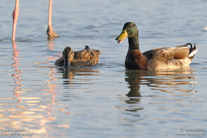 Canard colvert adulte, identification