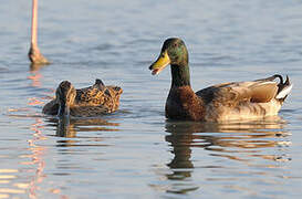 Canard colvert