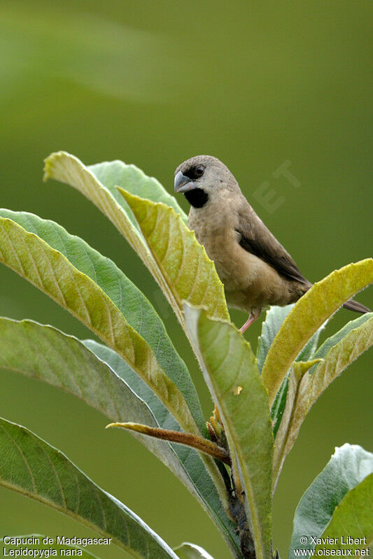 Capucin de Madagascar, identification