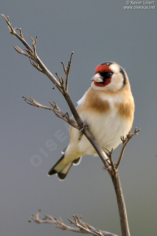 European Goldfinch, identification