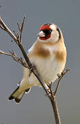 European Goldfinch