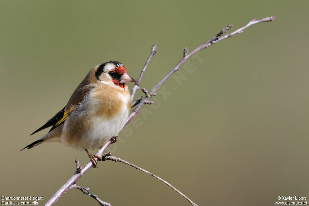 European Goldfinchadult, identification