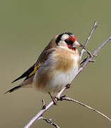 European Goldfinch