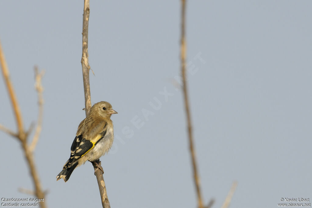 European Goldfinchjuvenile, identification