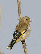 European Goldfinch