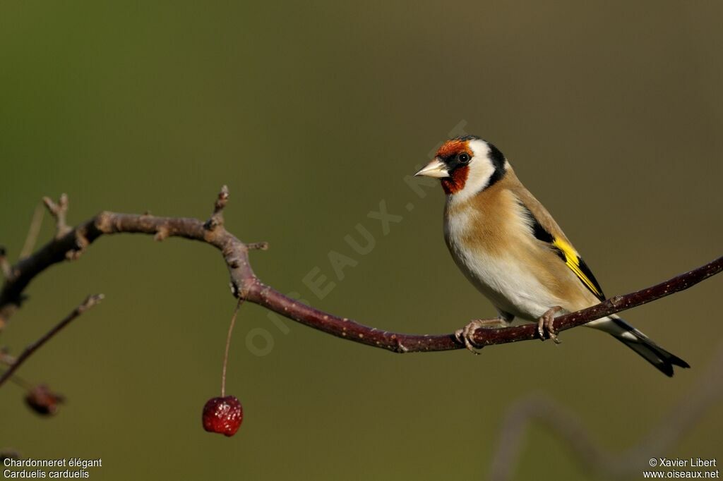 European Goldfinchadult, identification