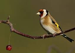 European Goldfinch