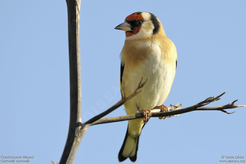 European Goldfinchadult, identification