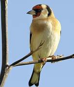 European Goldfinch