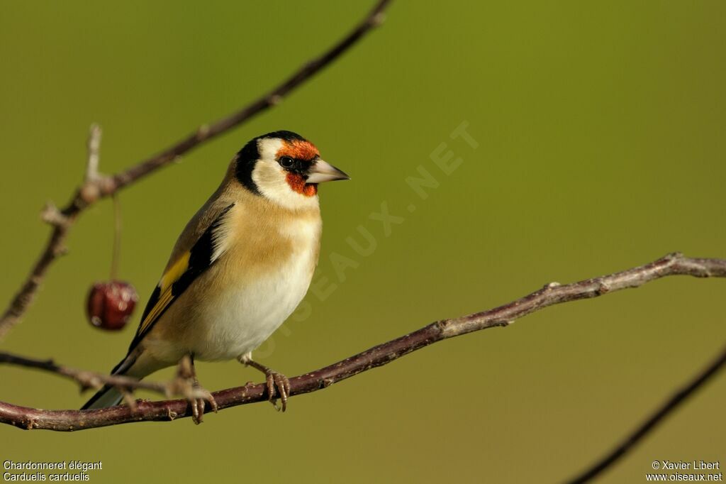 European Goldfinchadult, identification