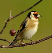 European Goldfinch