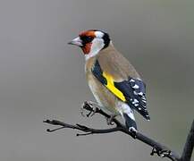 European Goldfinch