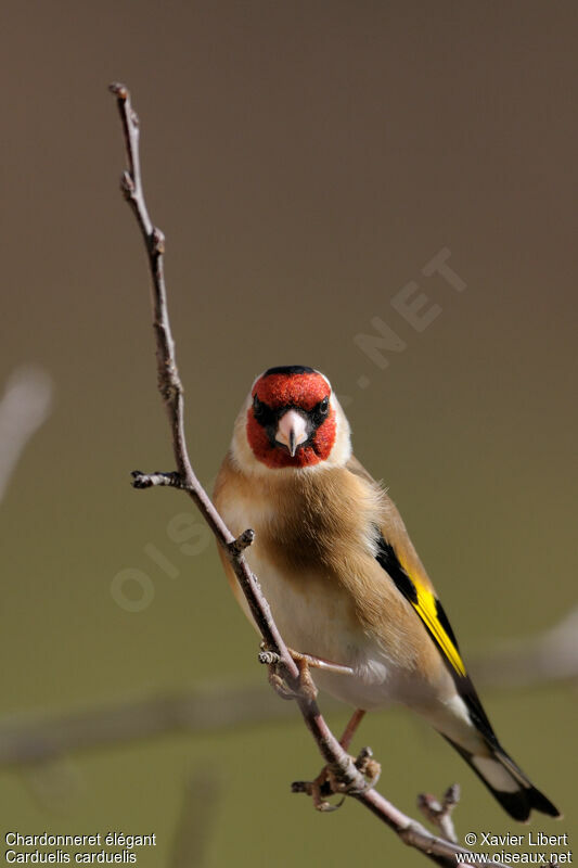 European Goldfinchadult, identification