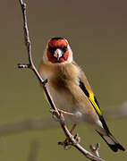 European Goldfinch