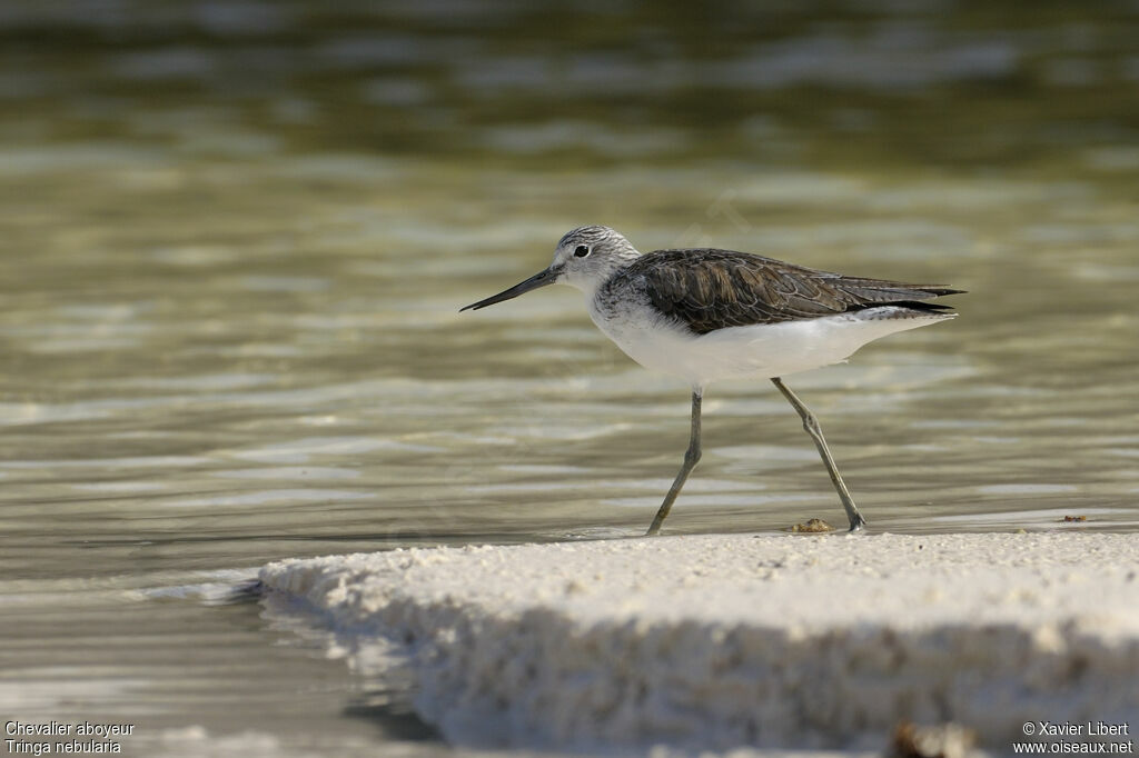 Common Greenshank, identification