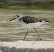 Common Greenshank