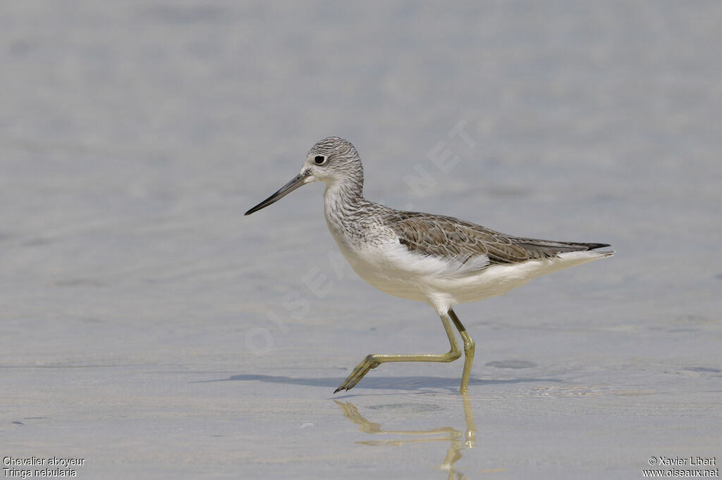 Common Greenshank, identification