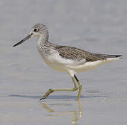 Common Greenshank