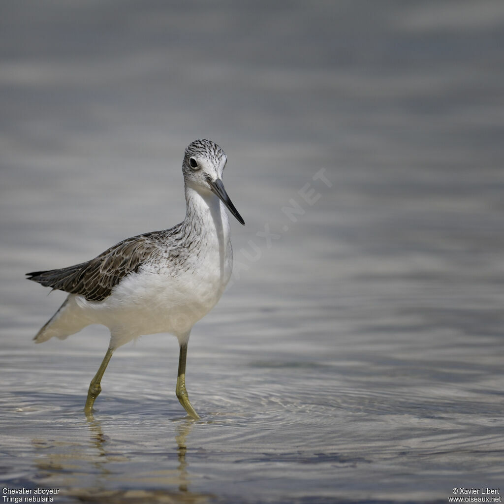 Common Greenshank, identification, Behaviour