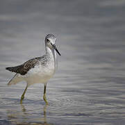 Common Greenshank