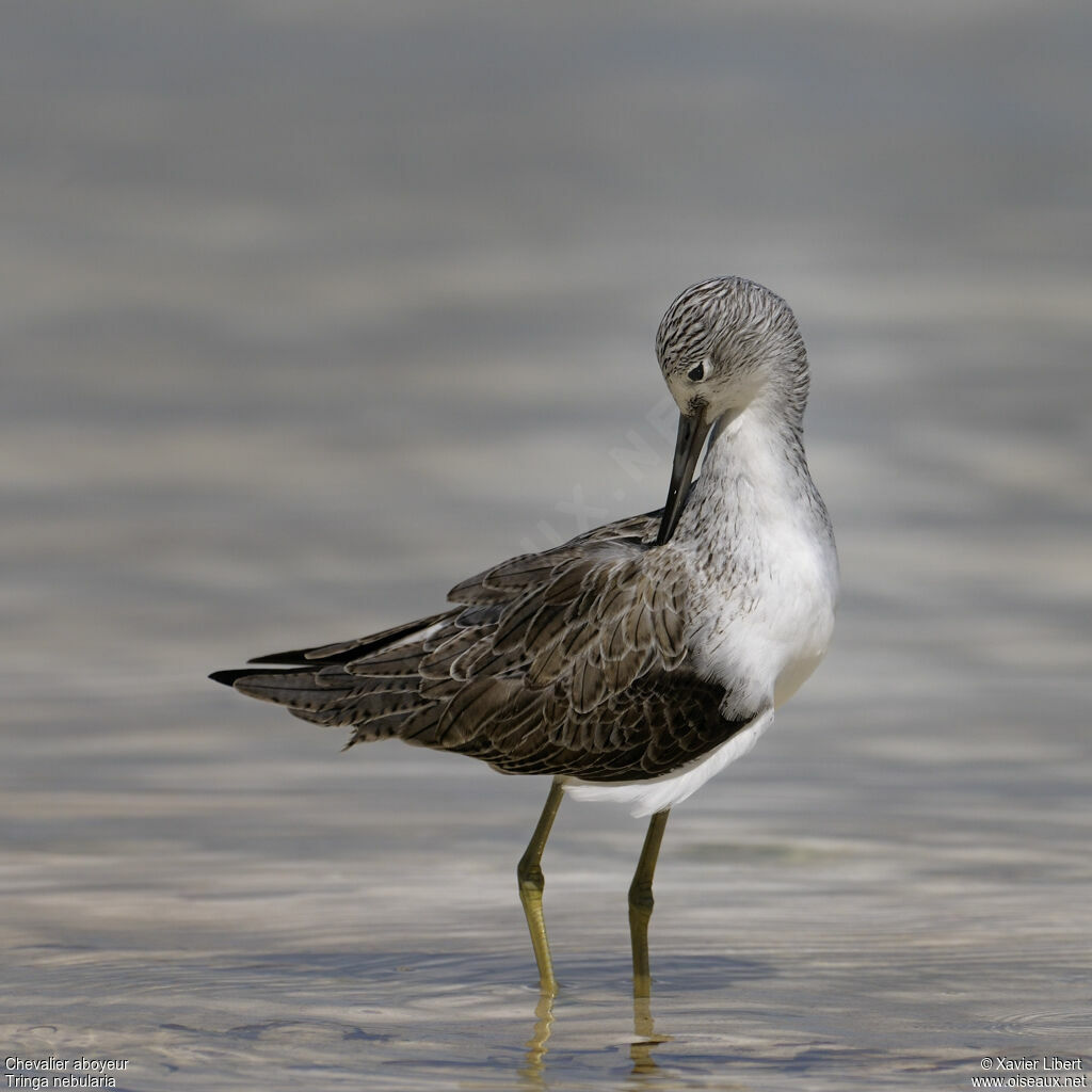 Common Greenshank, identification