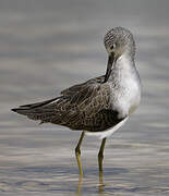 Common Greenshank