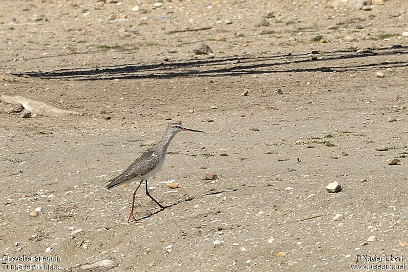 Chevalier arlequinjuvénile, identification