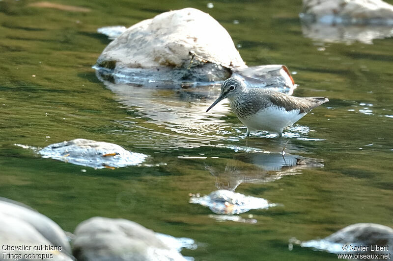 Green Sandpiperadult breeding, identification