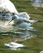 Green Sandpiper