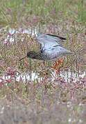 Common Redshank