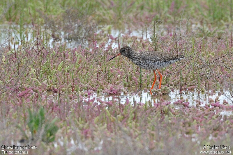 Common Redshank, identification