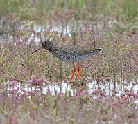 Common Redshank