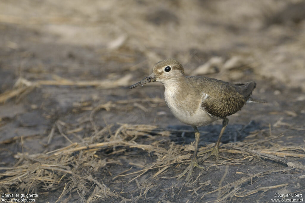 Common Sandpiperjuvenile, identification