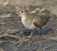 Common Sandpiper