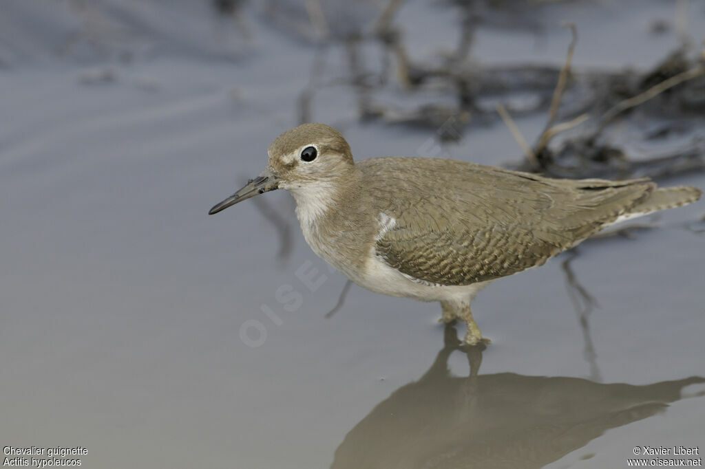 Common Sandpiperjuvenile, identification