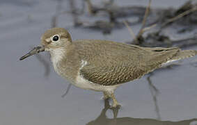 Common Sandpiper