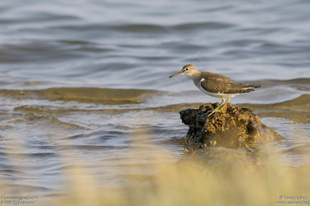 Common Sandpiperadult, identification