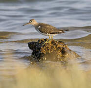 Common Sandpiper