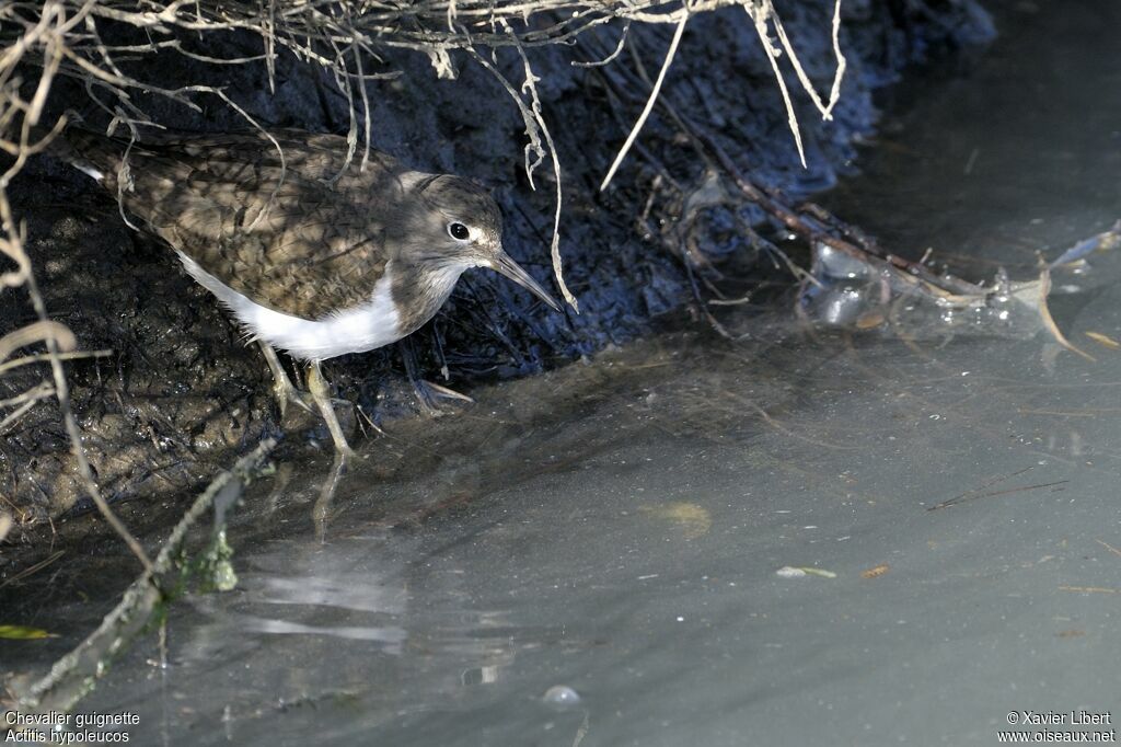 Common Sandpiper, identification