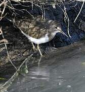 Common Sandpiper