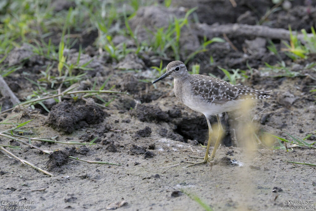 Wood Sandpiperadult, identification