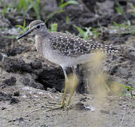 Wood Sandpiper