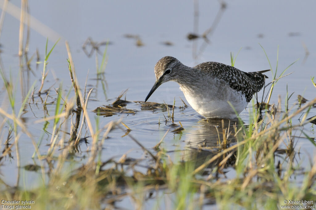 Wood Sandpiperadult, identification