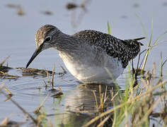 Wood Sandpiper