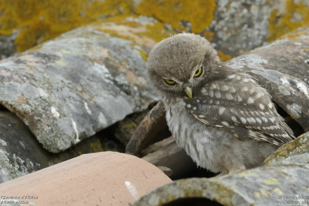 Chevêche d'Athénajuvénile, identification, Comportement