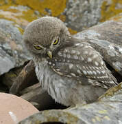 Little Owl