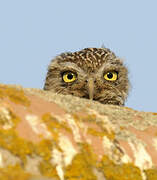 Little Owl